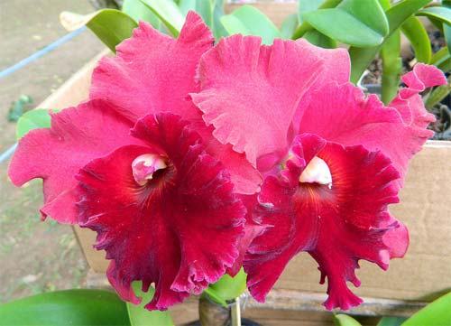 Brassolaeliocattleya Rugeley's Mill 'Mendenhall'