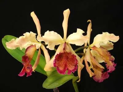 Cattleya dowiana 'Makuu' x self