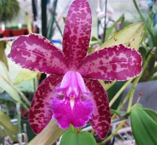 Cattleya Fort Motte 'Leopard'