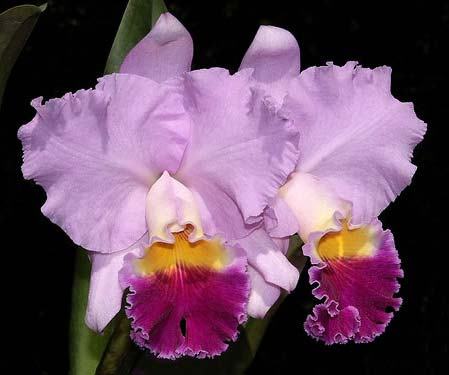 Cattleya Horace 'Maxima'
