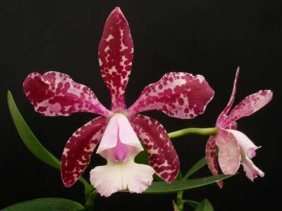 Cattleya Little Seagull (Cattleya Landate 'Foxcroft' HCC/AOS x Cattleya Brabantiae 'Dixie's Spots')