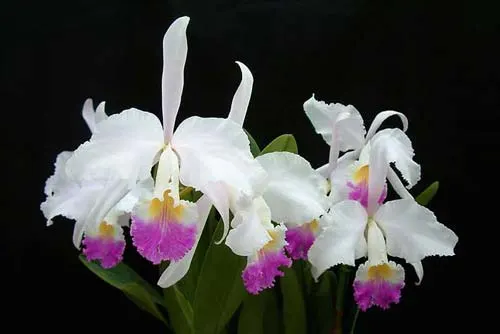 Cattleya mendelii semi-alba 'Carlos Arango' x self