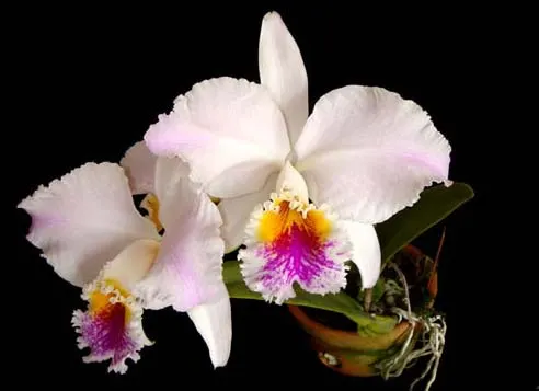 Cattleya mossiae semi-alba  'Young's Variety' x Cattleya mossiae semi-alba 'Blanca'