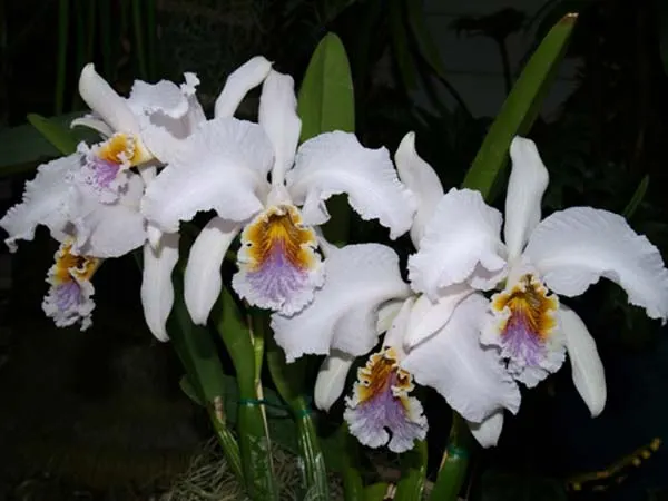 Cattleya mossiae coerulea