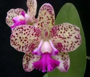 Cattleya Orchidom Brabant 'Flamingo's Child' x Cattleya Caudebec 'Breckinridge'