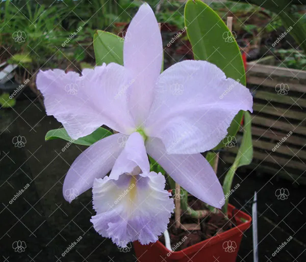 Cattleya Sea Breeze 'Blue Ribbon'