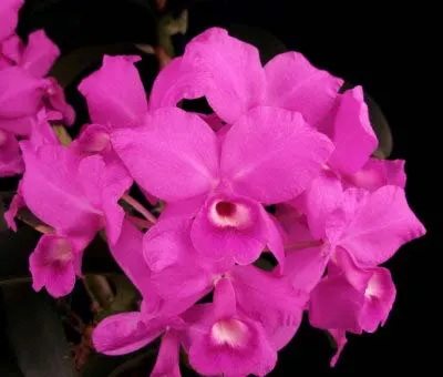 Cattleya skinneri 'Casa Luna'
