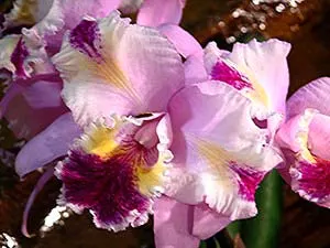 Cattleya Undine 'Buena Suerte' (Cattleya intermedia aquinii x Cattleya mossiae)