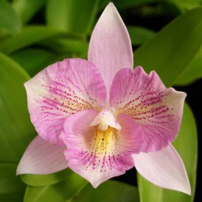 Diacattleya Chantilly Lace 'Twinkle'