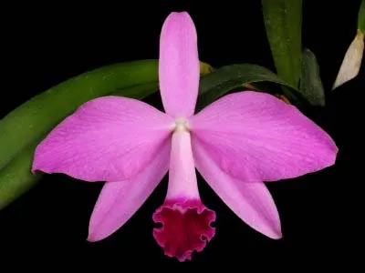 Laelia Newberry Sprite (Laelia perrinii x Laelia pumila)