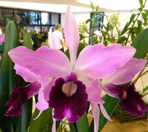 Laelia purpurata flammea 'Jean Webster' x self