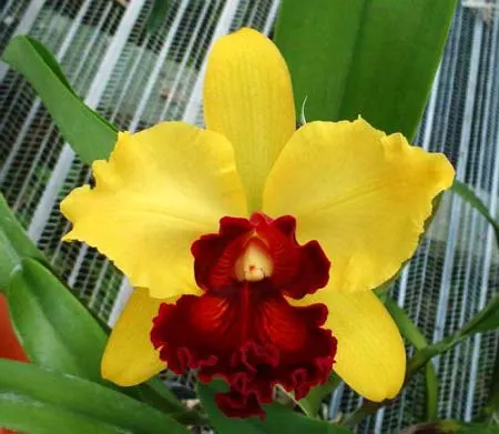 Laeliocattleya Amber Glow 'Brilliant'