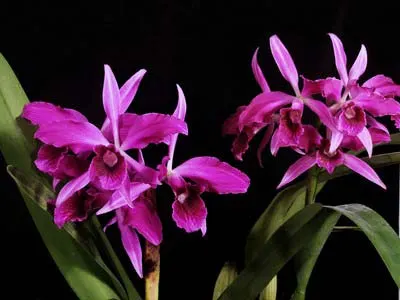 Laeliocattleya Bella var rubra (Cattleya labiata rubra 'Red Queen' BM/JOGA x Laelia purpurata rubra)