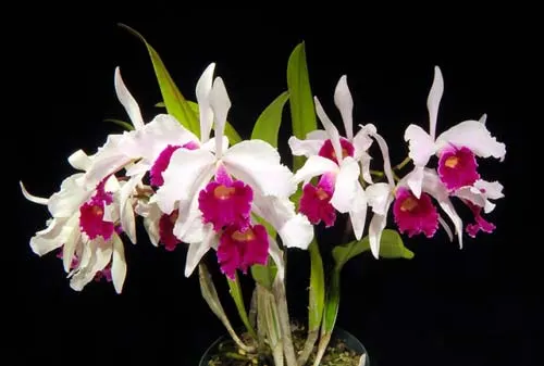 Laeliocattleya Canhamiana semi-alba