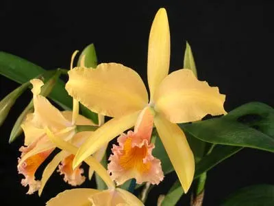 Laeliocattleya Carolina Wren 'Walter Smith'