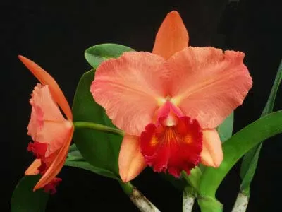 Potinara (Brassolaeliocattleya Toshie Aoki x Sophrolaeliocattleya Final Touch 'Mendenhall')
