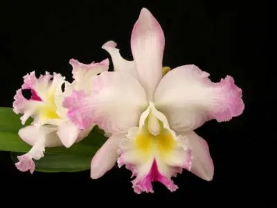 Potinara Clouds Creek 'Heavenly Scent'