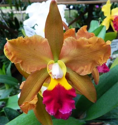Potinara Egyptian Queen