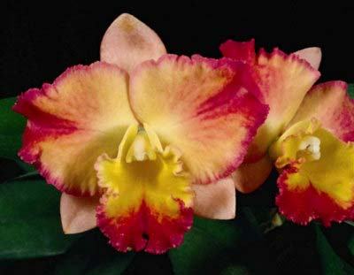 Potinara Fordyce Prelude 'First Act'