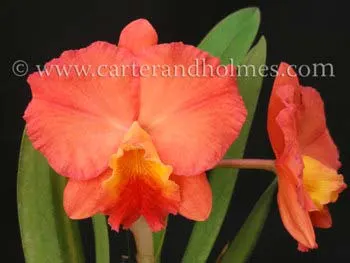 Sophrolaeliocattleya Circle of Life 'Mesmerize' x Sophrolaeliocattleya Newberry Promise