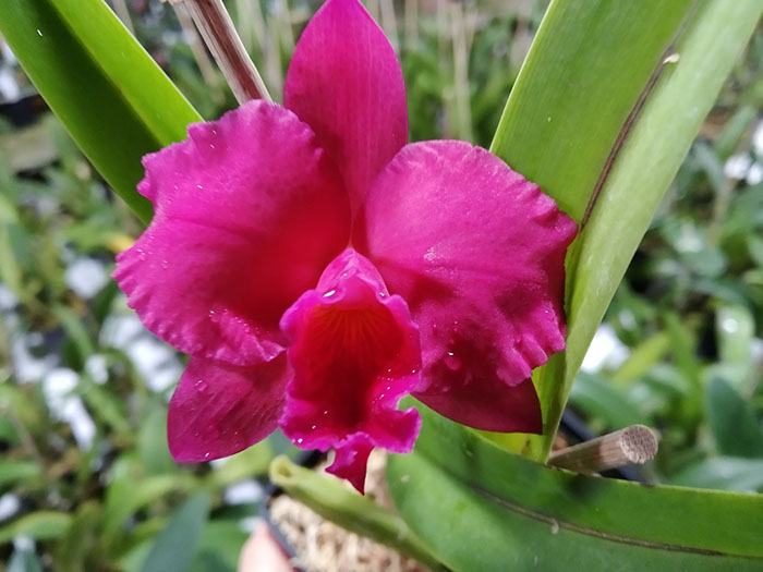Sophrolaeliocattleya Newberry Radiance x Sophrolaeliocattleya Sierra Doll 'Lenette'