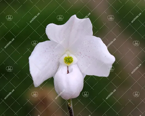 Paphiopedilum thaianum