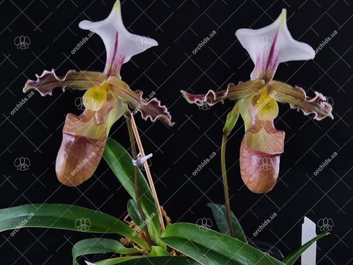 Paphiopedilum tranlienianum