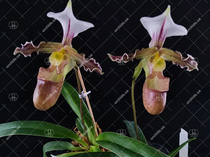 Paphiopedilum tranlienianum