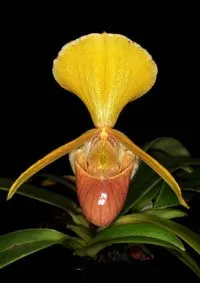 Paphiopedilum helenae  x helenae 'Bear' BM/TPS