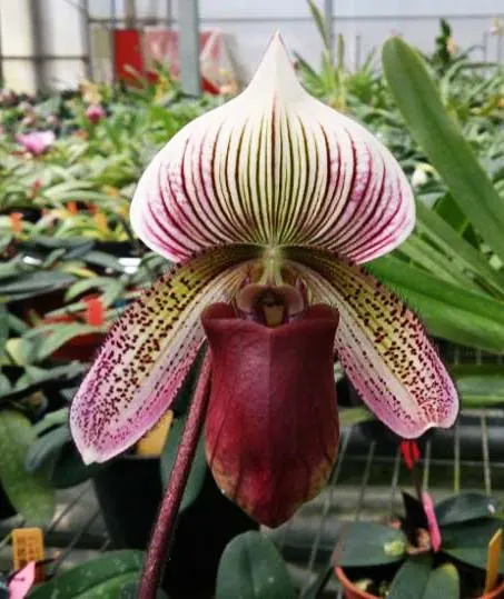 Paphiopedilum curtisii x Shin-Yi Heart