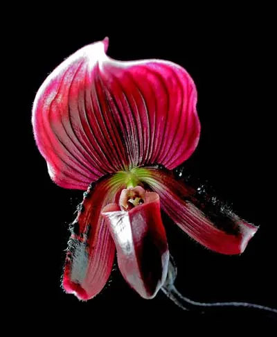 Paphiopedilum Hsinying Web x mastersianum
