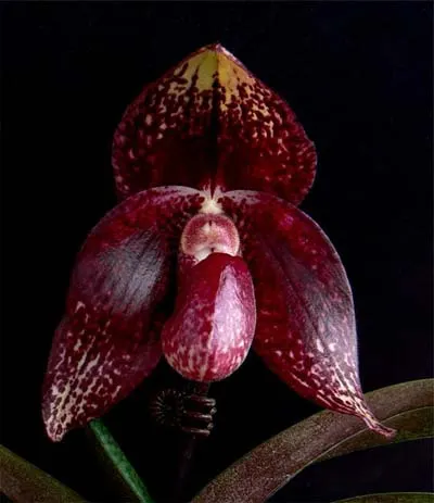 Paphiopedilum Hung Sheng Ruby x S. Gratrix