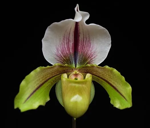 Paphiopedilum Olympian Yard x spicerianum 'Mjao Hua'