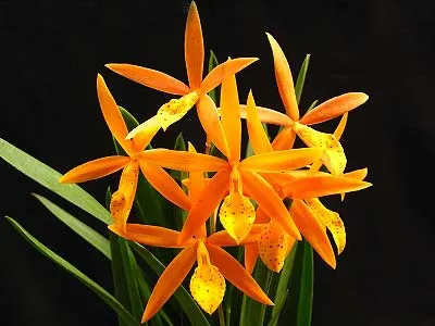 Brassoepilaelia Golden Peacock