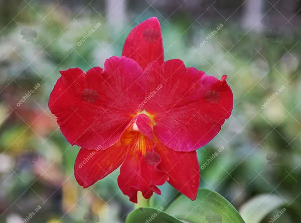 Cattlianthe Sunrise Doll 'AV' (Cattlianthe Seagulls Torch Song x Cattleya Morning Glow)