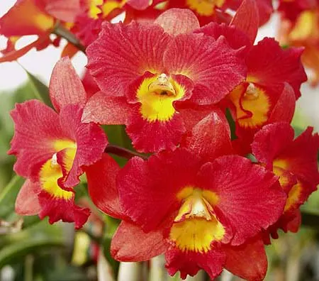 Potinara Burana Angel 'Hsinying'