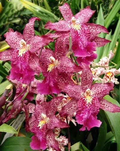 Beallara Mathias 'Bai Bai Blackbird'