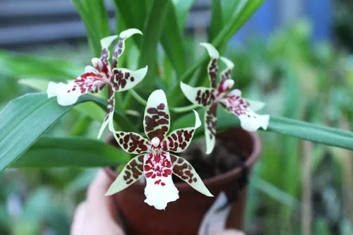 Carpenterara Sydney Smith 'Green Monkey'