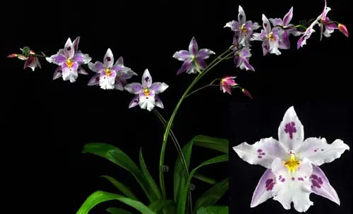 Colmanara Maui Howie 'Fanciful'