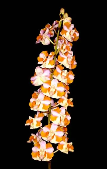Doritis pulcherrima f. champorensis 'Pink'