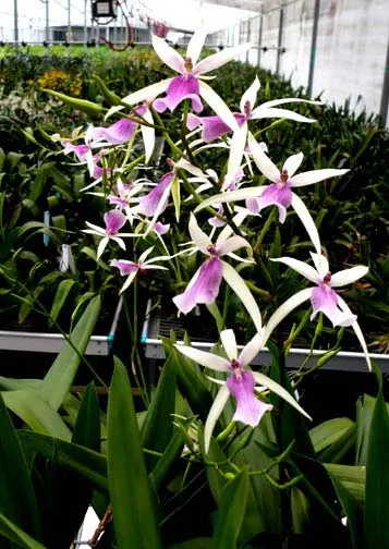 Miltassia Estrelita 'Sweet Senorita'