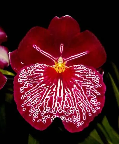 Miltoniopsis Breathless 'Florence'