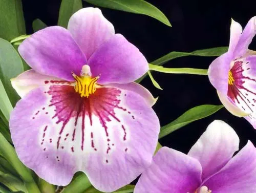 Miltoniopsis In The Pink 'Voluptuous'