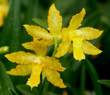Odontoglossum Geyser Gold 'Okika'