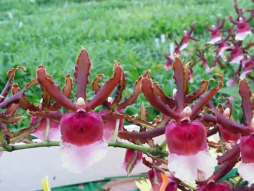 Oncidium Ron's Rippling Delight 'Pacific Parfait'