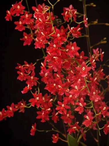 Wilsonara Berry Red 'Starry, Starry Night'