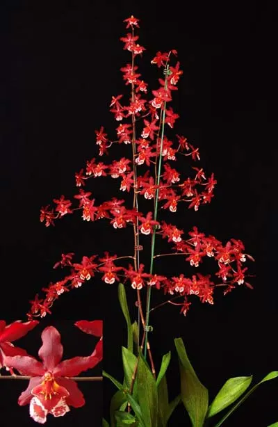 Wilsonara Finial Fire 'Clown'