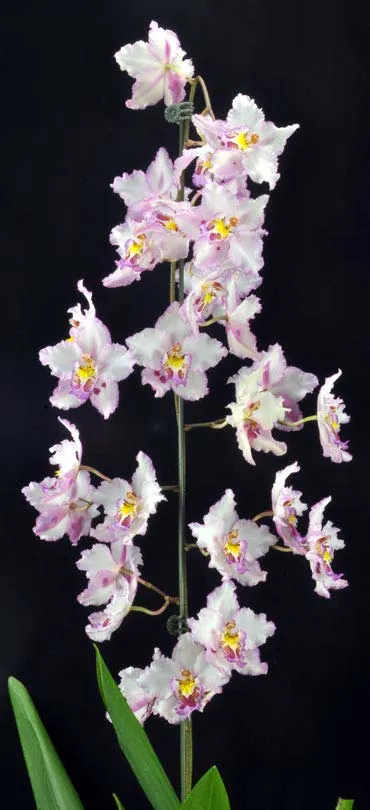 Wilsonara Opalescent 'Lavender Lights'