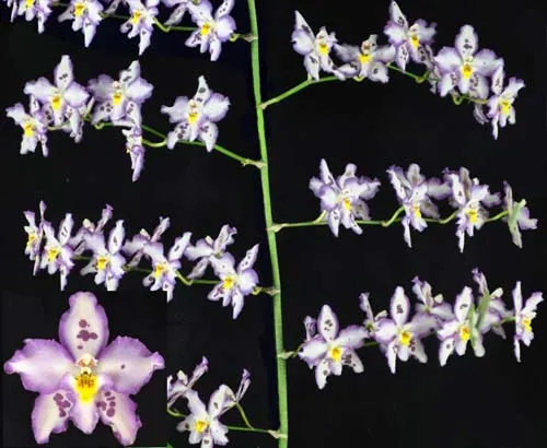 Wilsonara Opalescent 'On The Edge'
