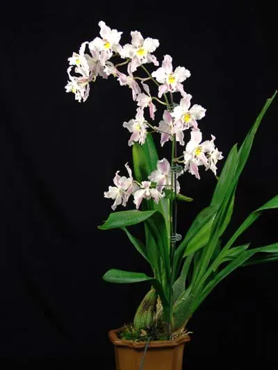 Wilsonara Opalescent 'Snow Pixie'